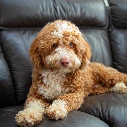 Assorted Doodle Crosses, Aussiedoodles, Golden Aussiedoodles, Goldendoodles, and Sheepadoodles from Goldendoodledoo Farms