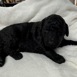 Poppy - Black male Goldendoodle puppy in Charlotte, North Carolina from Hopeful Heart Doodles