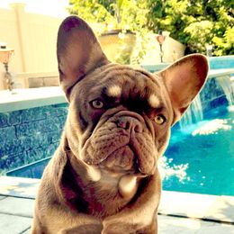 Mr. Bond - French Bulldog
