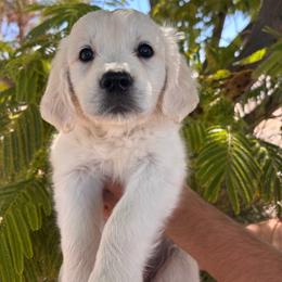 Red (3700) - Light golden female Golden Retriever puppy in Pahrump, Nevada from Southern Nevada Goldens