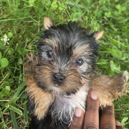 Feisty - Yorkshire Terrier