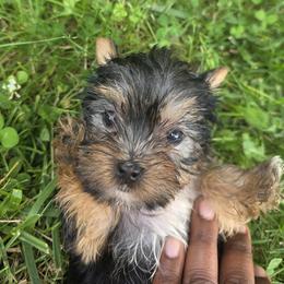 Feisty - Yorkshire Terrier