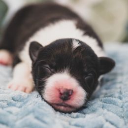Boy 4 - Border Collie puppy in Templeton, California from Skyward Farms