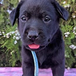Light blue - Black female Labrador Retriever puppy in Yucca Valley, California from Beachn Ranch