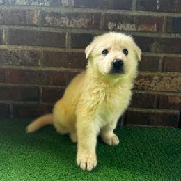 Fred - White male German Shepherd puppy in Yuba City, California from Barton’s German Shepherds