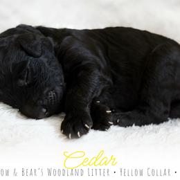 Yellow Boy - Black male Goldendoodle puppy in Carthage, Tennessee from Willows Doodles