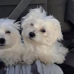 Maltese from Nova & Saints Maltese