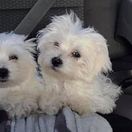 Maltese from Nova & Saints Maltese