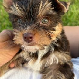 Zuma - Chocolate, tan and white male Yorkshire Terrier puppy in Parrish, Florida from Gracie‘s Glamour Yorkies
