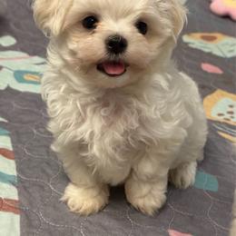 Mason - White male Maltese puppy in Newport Beach, California from Exotic City Pomeranians and chihuahuas