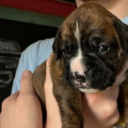 Girl 3 - Brindle Boxer puppy in Rochester, Washington from Holly's Boxers of Rochester