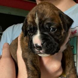 Girl 3 - Brindle Boxer puppy in Rochester, Washington from Holly's Boxers of Rochester