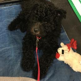 Chinese Shar-Pei and Pumi Puppies from Nixie Kennels