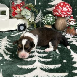 Vixen- fluffy coat - Sable and white female American Corgi puppy in Waskom, Texas from Piney Woods Corgis