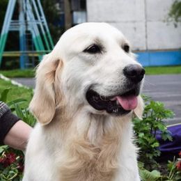 Abby - Golden Retriever