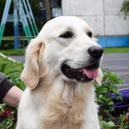 Abby - Golden Retriever