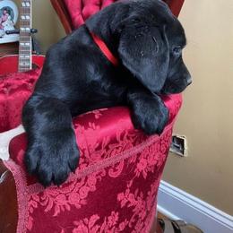 Boy 4 - Black male Labrador Retriever puppy in Maynardville, Tennessee from Three Bears Labradors