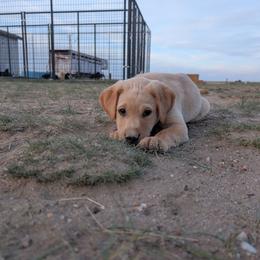 Gray Male - Yellow male Labrador Retriever puppy in Briggsdale, Colorado from LC Hunting Labs, LLC.