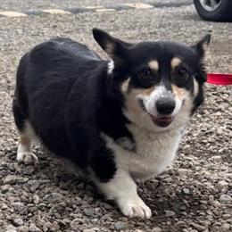 Zoie - Pembroke Welsh Corgi