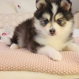 Pomsky Puppies from Bluebird House of Pomsky