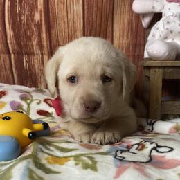 Girl 2 - female Labrador Retriever puppy in Newmanstown, Pennsylvania from Royalty Retrievers