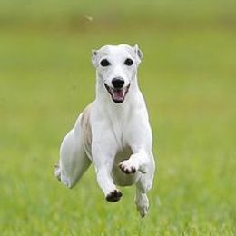 Whippets from Haven Whippets