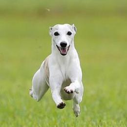 Whippets from Haven Whippets