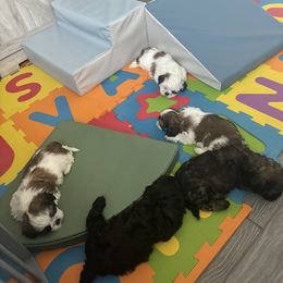 Shih Tzu Puppies from Riley Family Kennel