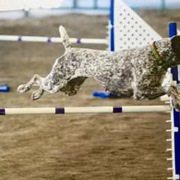 German Shorthaired Pointer All Grown Up from Farrook GSP's
