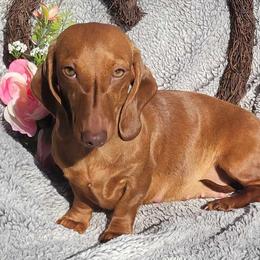 Chelli - Dachshund