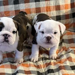 Piebald girl - Chocolate tri-color female Bulldog puppy in Granada Hills, California from Bliss Bulldogs