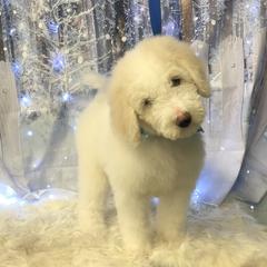 Boy Green - Pyredoodle puppy from Kiki’s Farm