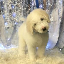 Boy Green - Pyredoodle puppy from Kiki’s Farm