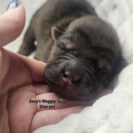 Vecna - Black sable male Chinese Shar-Pei puppy in Minden, Louisiana from Zoey's Waggly Tails