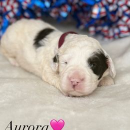 Australian Labradoodle Puppies from Walls Family Doodles
