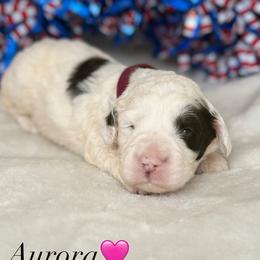 Australian Labradoodle Puppies from Walls Family Doodles