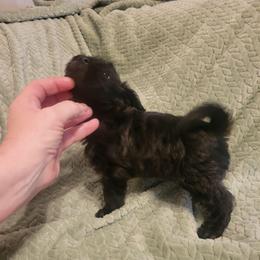 Pearl - Black and white female Schnoodle puppy in Arkansas from Harper's Pups