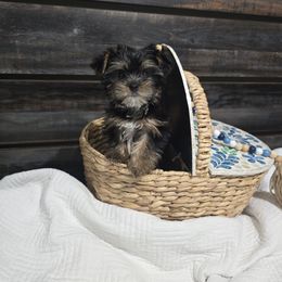 Mia - Black and tan female Yorkshire Terrier puppy in Callahan, Florida from Nikki's Precious Yorkies