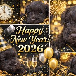 ESA lines Fiyero Liver Blue green eyes - Liver male Miniature Schnauzer puppy in Temple, Texas from Schnauzers Of Taylor