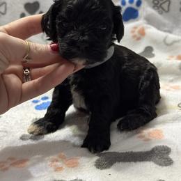Gray - Black female Cockapoo puppy in Lancaster, Kentucky from Dream Paws Puppies, LLC
