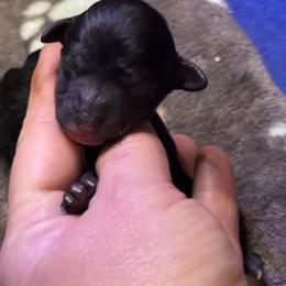 Jett - Black male Goldendoodle puppy in Rising Sun, Indiana from Ruby Lane Doodles