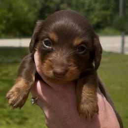 Jazmine - Chocolate and tan female Dachshund puppy in Homestead, Florida from Florida Mini Dachshunds