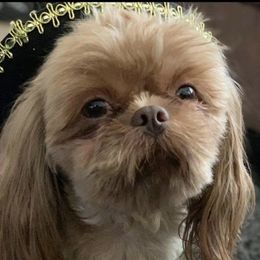 Fin - Shih Tzu