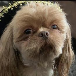 Fin - Shih Tzu