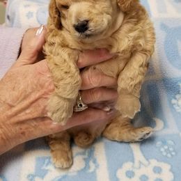 Poodle Puppies from Kamann Poodles