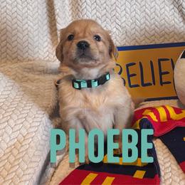 Phoebe - Golden female Golden Retriever puppy in Salt Lake City, Utah from Soaring golden retrievers