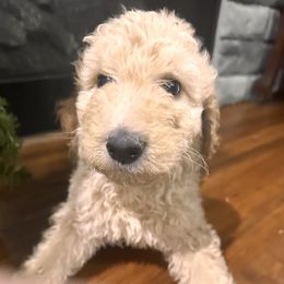 Gingerbread - Cream male Goldendoodle puppy in Louisburg, North Carolina from Lakes Golden Doodles