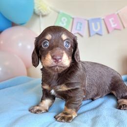 Reef - Chocolate and cream male Dachshund puppy in Philomath, Oregon from Bailey’s Dachshunds