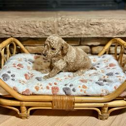 Honey - Apricot female Poodle puppy in Dunn, North Carolina from Sandy Creek Kennels