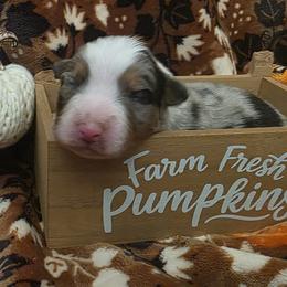 Jack O lantern - Blue merle male Australian Shepherd puppy in Albany, Oregon from Red Cloud Australian Shepherds and DeGray Great Danes & Bulldogs